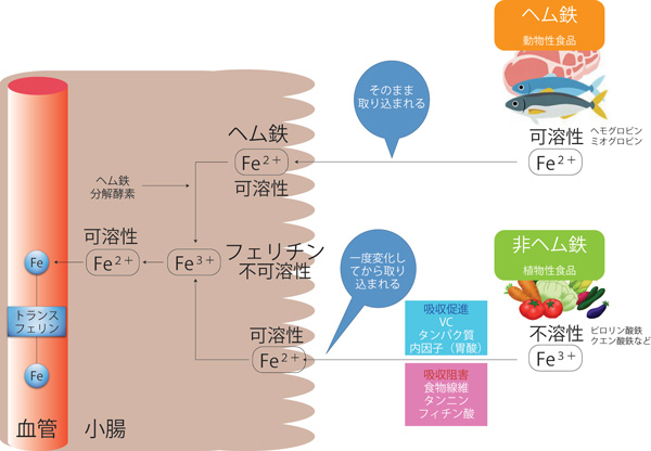 不妊、体外受精、ヘム鉄、タンニン